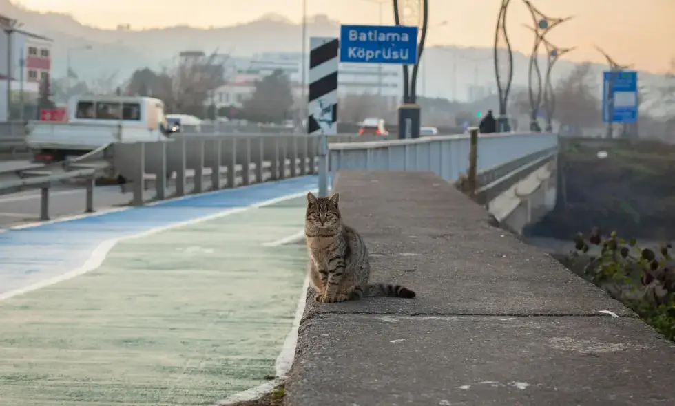 Vinietă pentru Autostrada din Slovenia 2025: Ghid de Achiziție