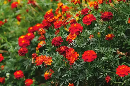 Achat de vignette autoroutière pour la Bulgarie