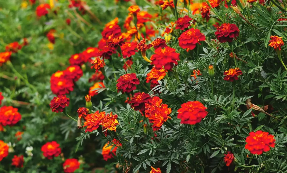 Купівля віньєтки для автомагістралі Болгарії Купівля віньєтки для автомагістралі Болгарії